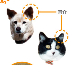 耳介