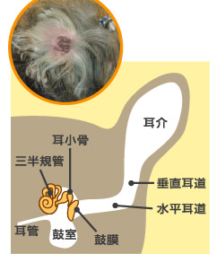 耳介図