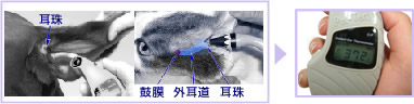 体温測定